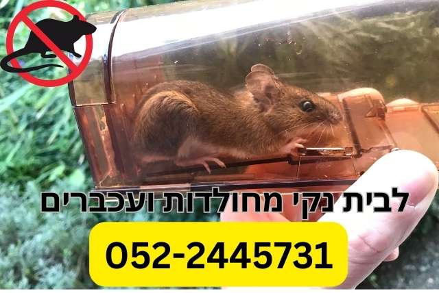 לבית נקי מחולדות ועכברים